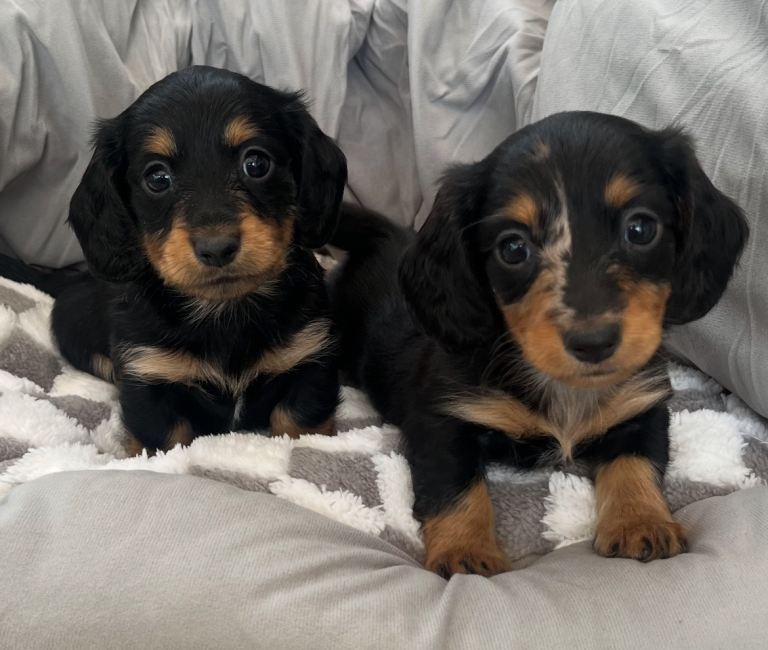 Long Haired Miniature Dachshund puppies 