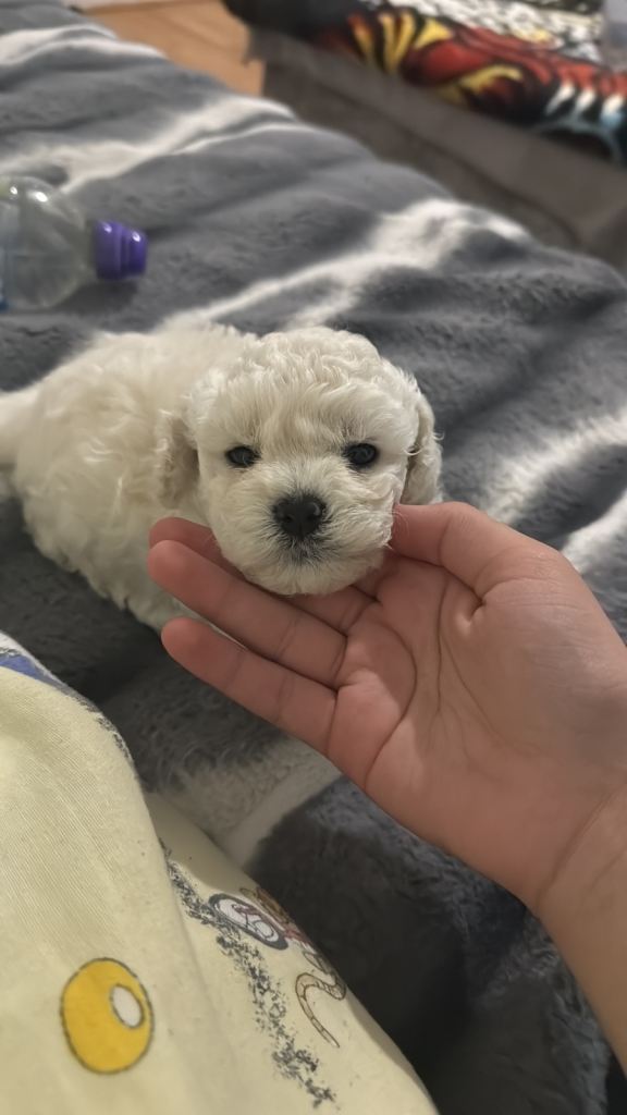 2 bichon frise champion bloodline dad 5 time world champion and kc registered