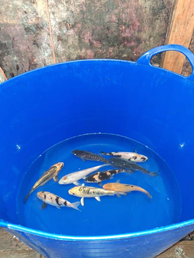 koi carp for sale