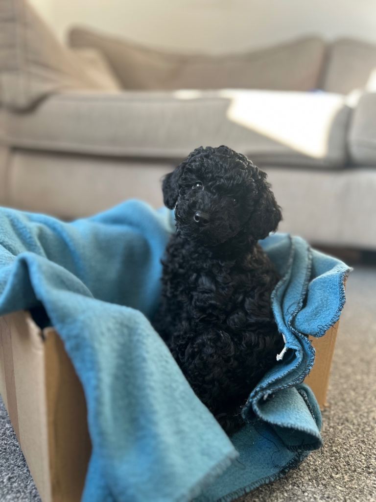 Miniature poodle - Family puppy 