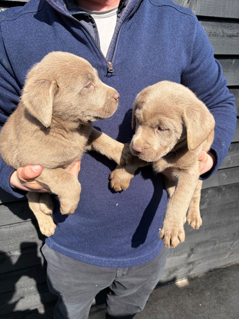 Ready to leave Beautiful Silver Labrador Puppies