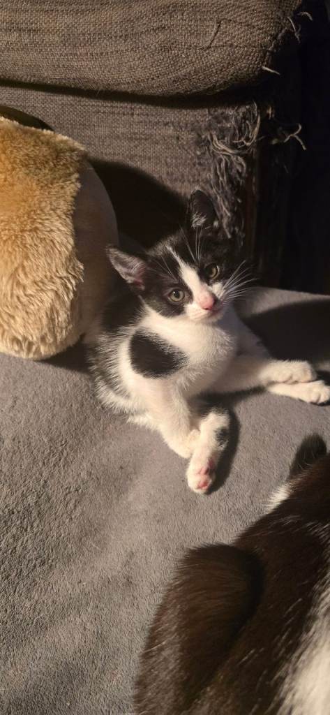 3 beautiful kittens! 