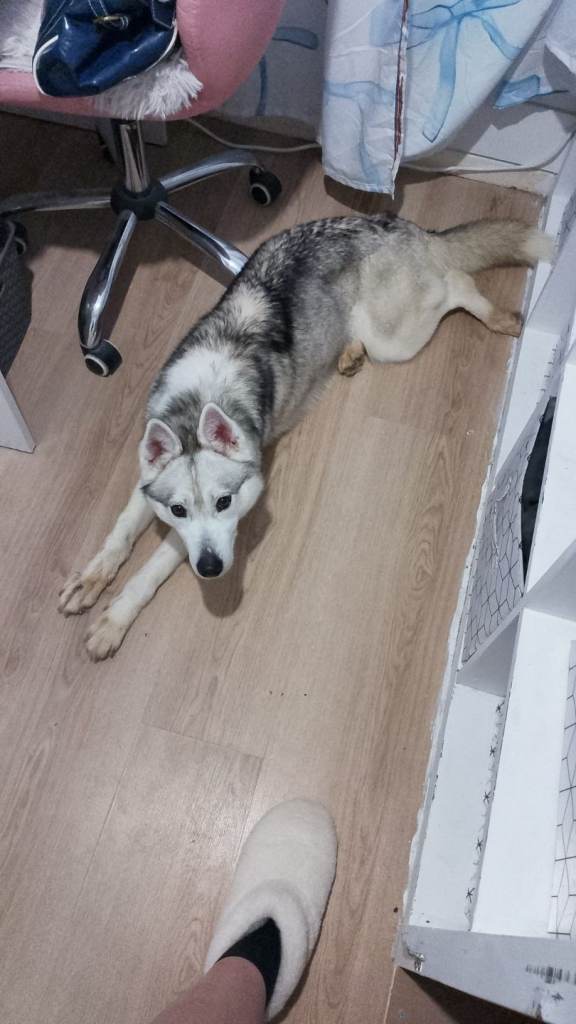 Female husky 21 month