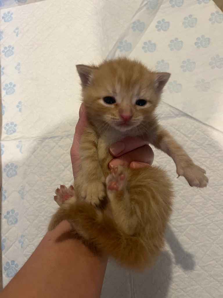 Ginger kitten 