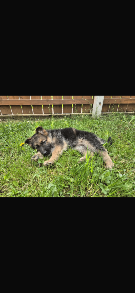 German shepherd pups 