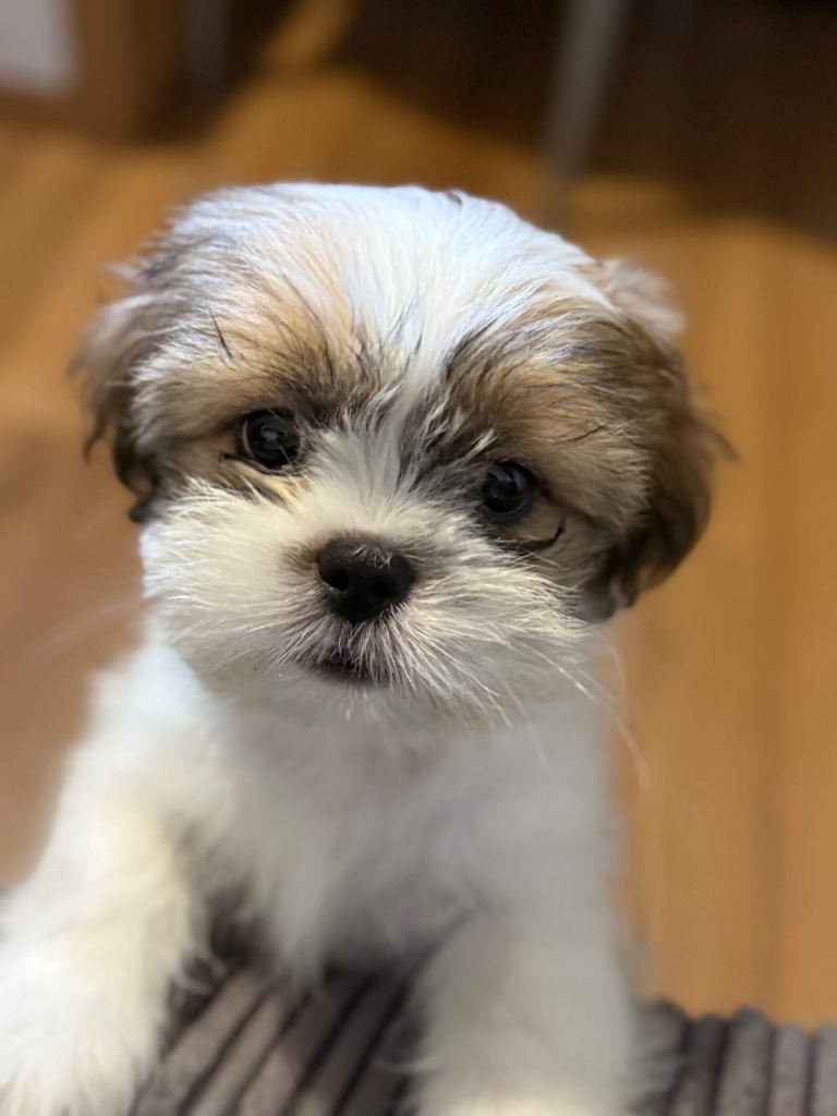 Beautiful Shih Tzu puppy for sale, 10 weeks old 