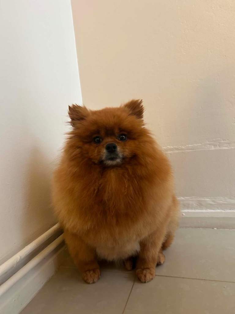 Pomeranian dog