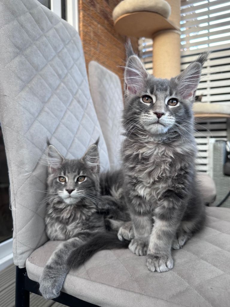 ✨3 Gorgeous Pure Breed Maine Coon Kittens✨