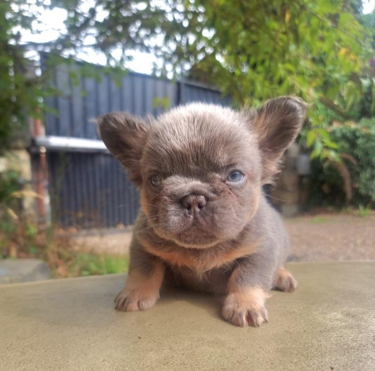 Beautiful French bulldogs