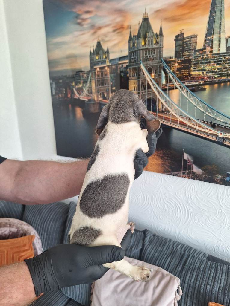 Miniature dachshunds 