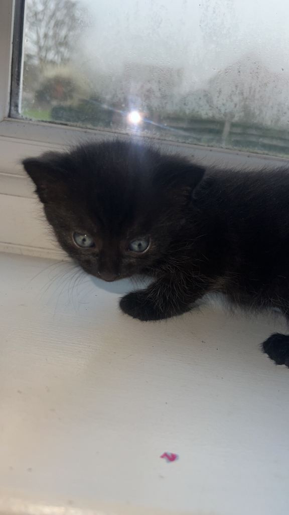 Female black kittens 