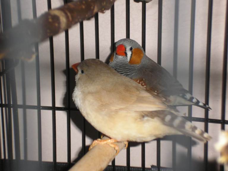 pair of ZEBRA FINCHES