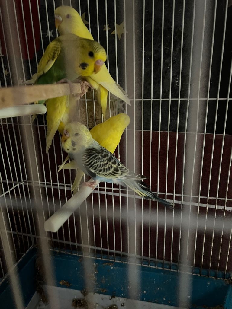 Budgies 
