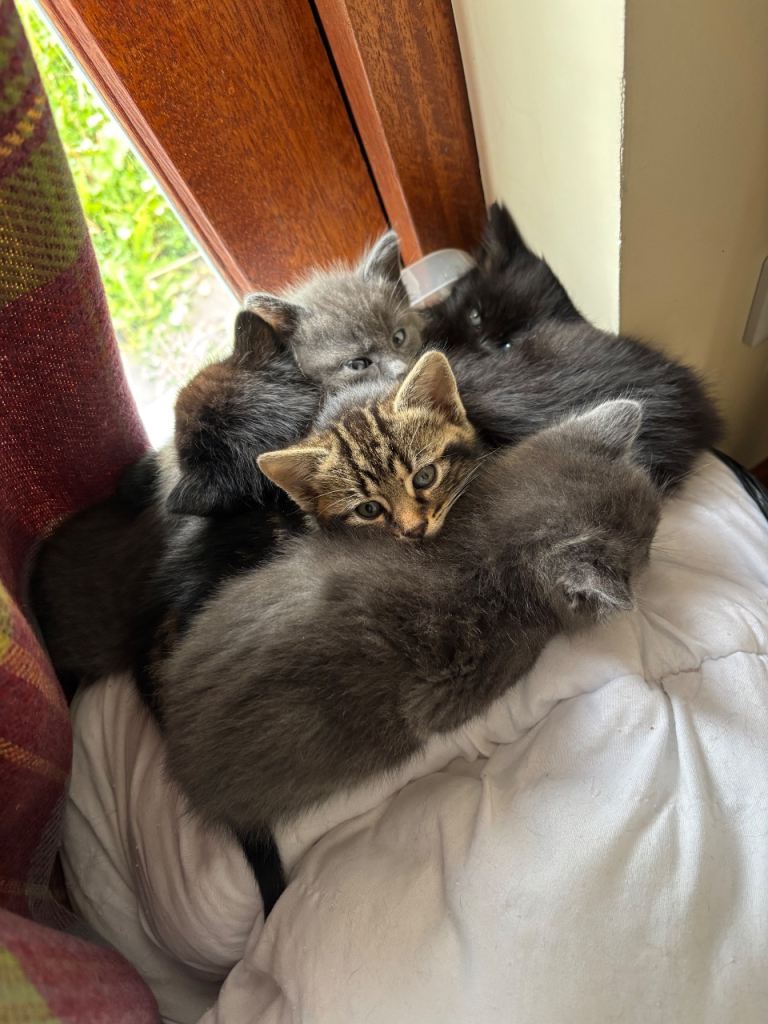 Maine coon x Ragdoll x Bengal kittens 
