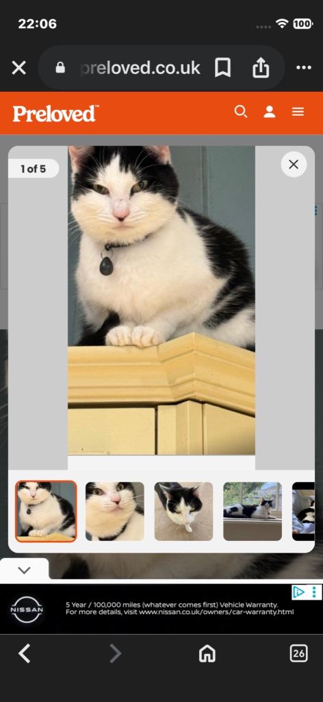 6 1/2 year old black and white female cat . Called Lily looking for new home as soon as possible