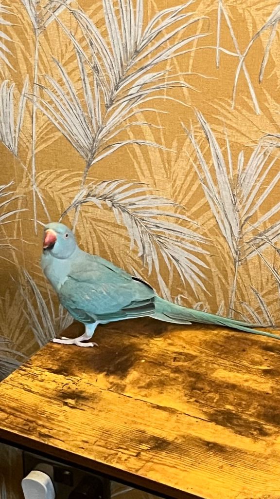 Blue African Ring Neck Parrot 