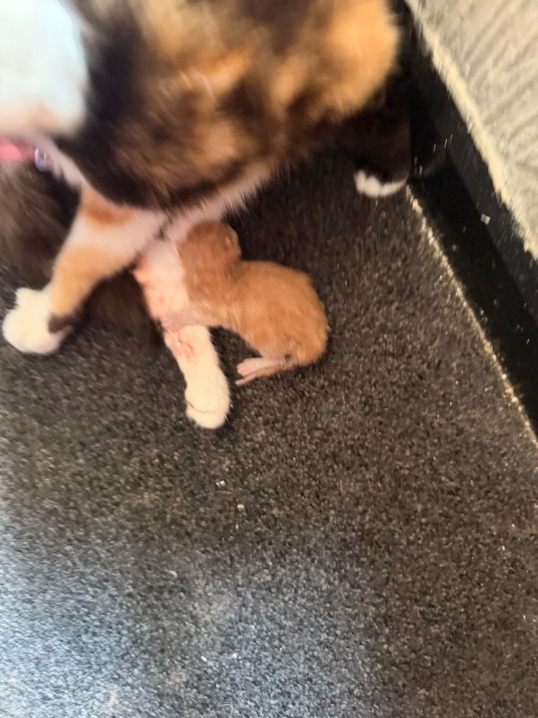 5 kittens (sold)