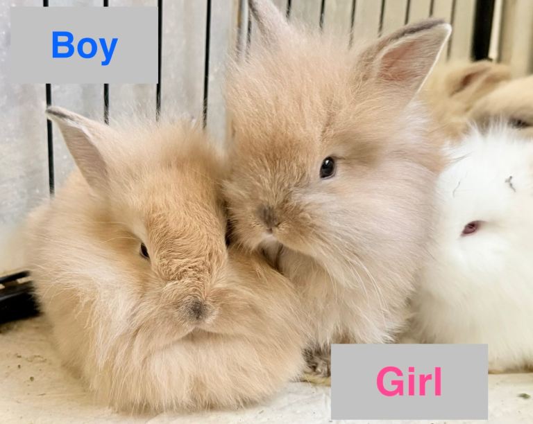 Double Maned Lionhead READY NOW 