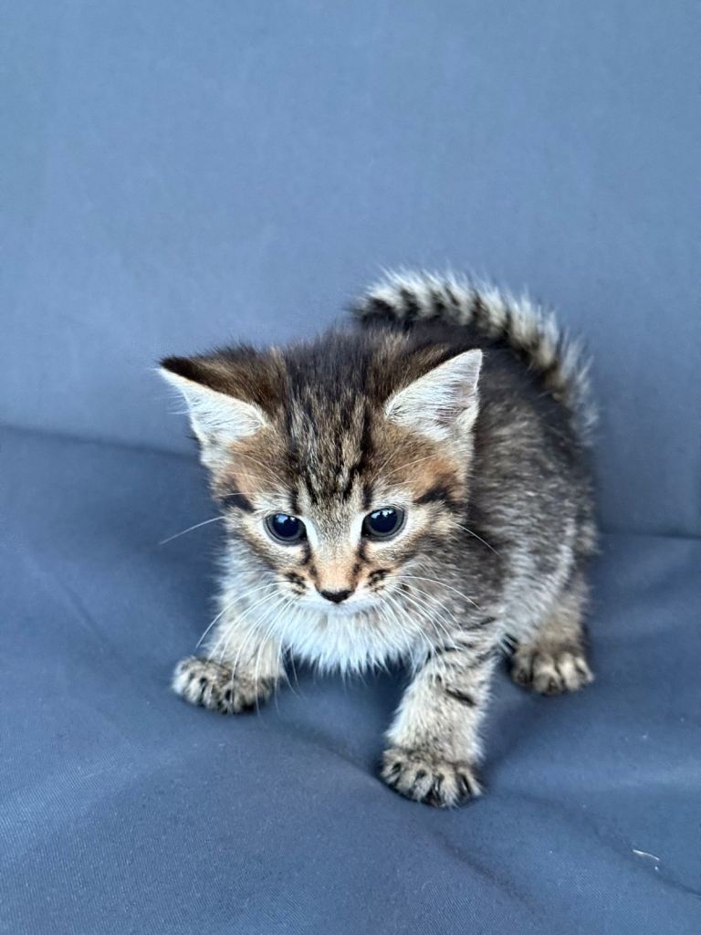 4 beautiful kittens ready for new homes 