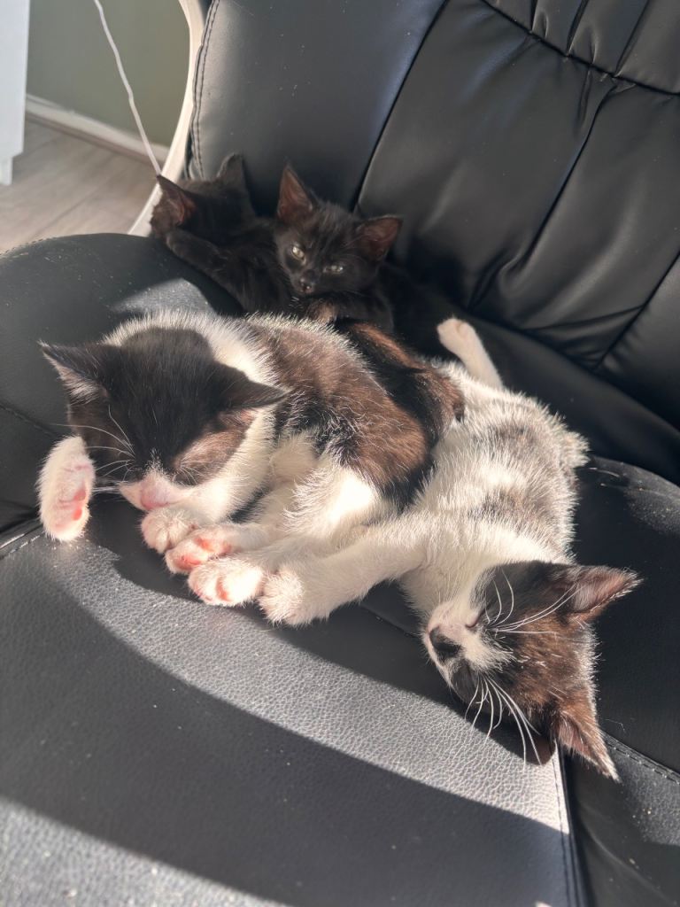 Adorable Kittens for Sale – Litter Trained & Ready for Loving Homes 🐾