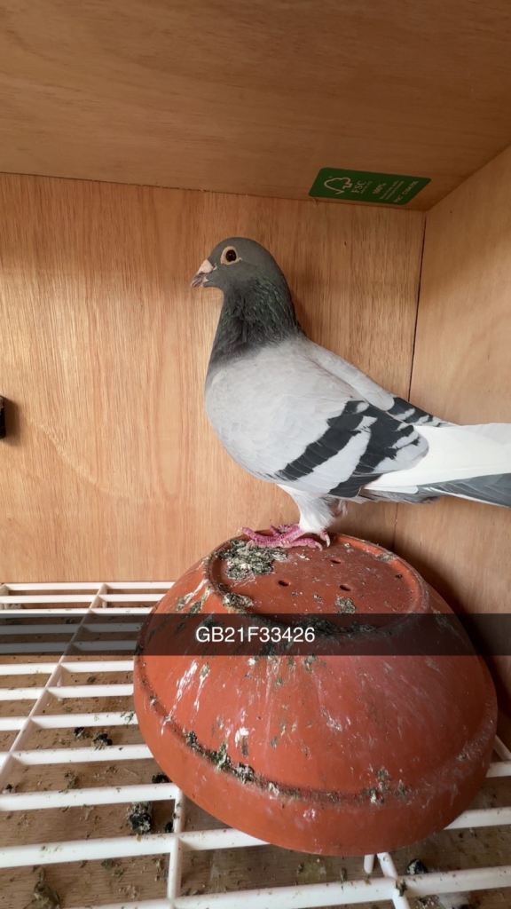Racing pigeons for sale 
