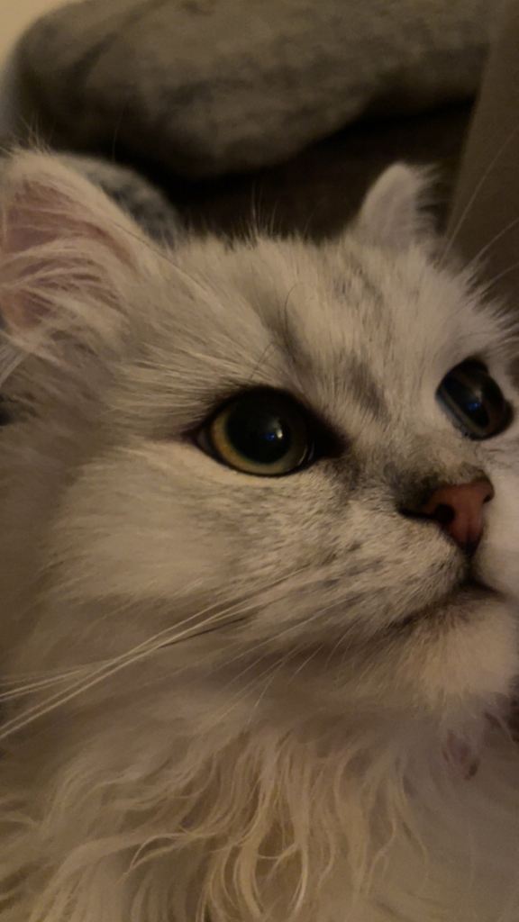 Persian Chinchilla male 