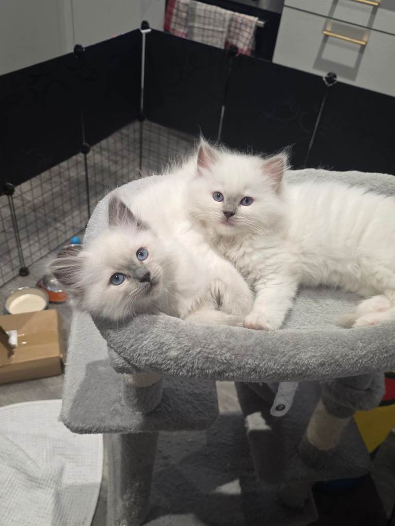 White and blue point ragdoll kittens