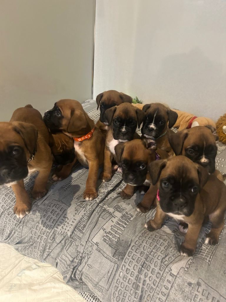 Kc boxer pups last girl available 