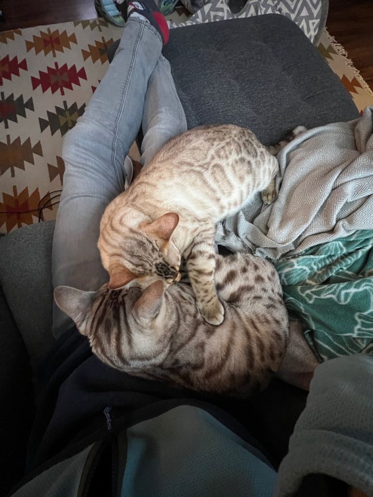 Two Bengal Boys