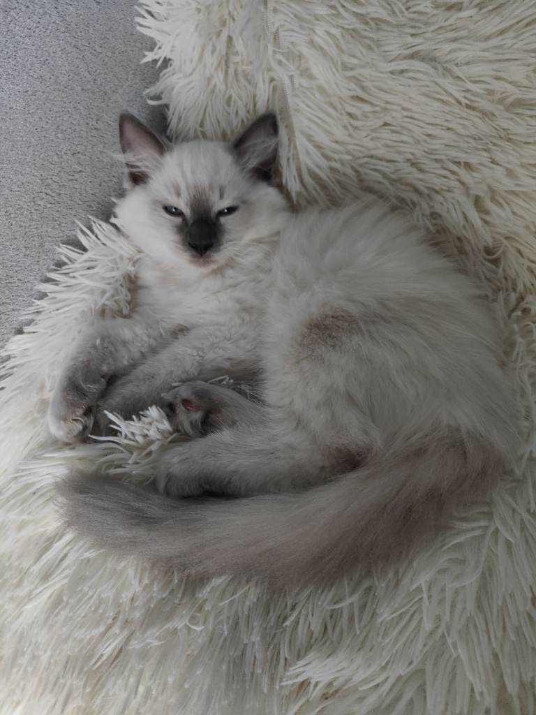 Ragdoll 