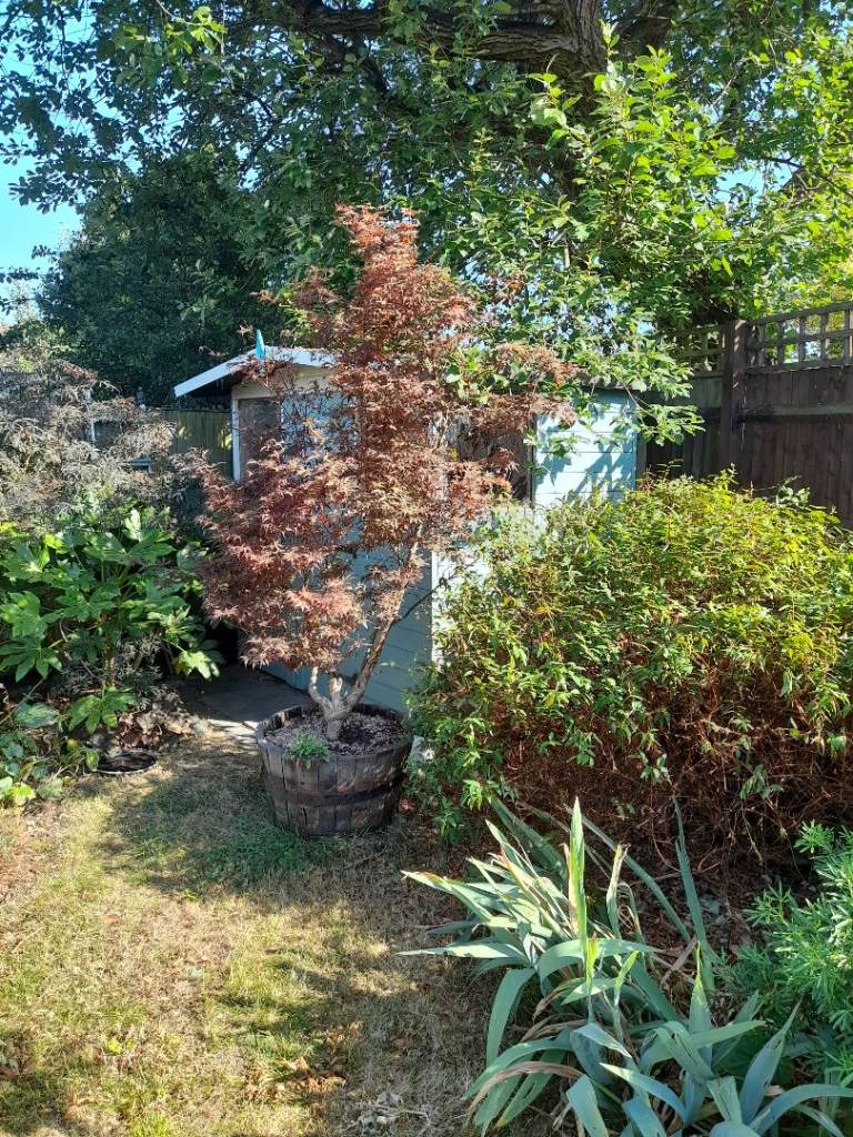 Large Acer tree
