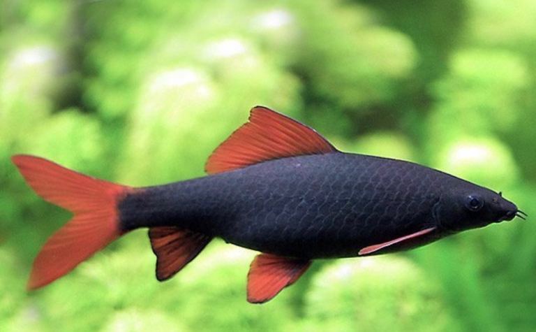 Rainbow Shark 