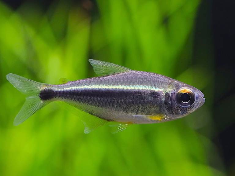 Xingu Black Neon Tetra (Rare)