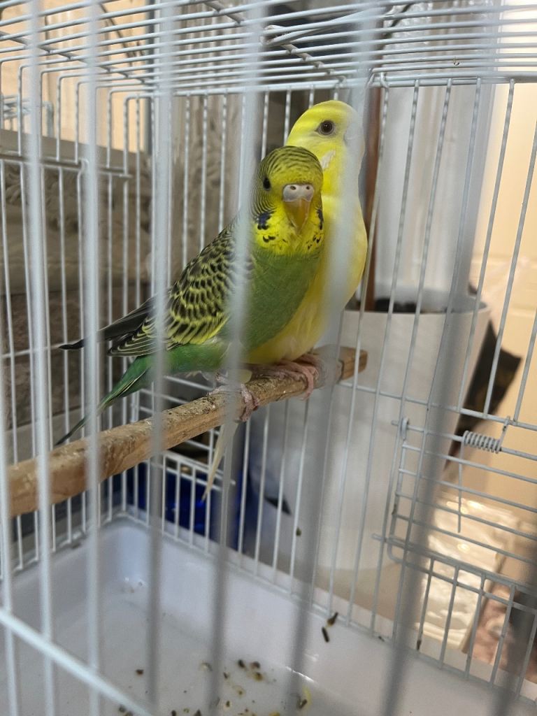 Budgies 