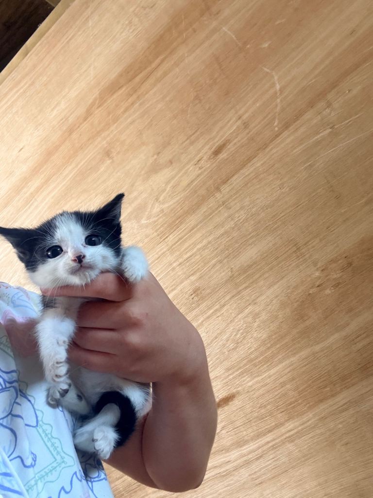 MIXED BREED KITTENS 