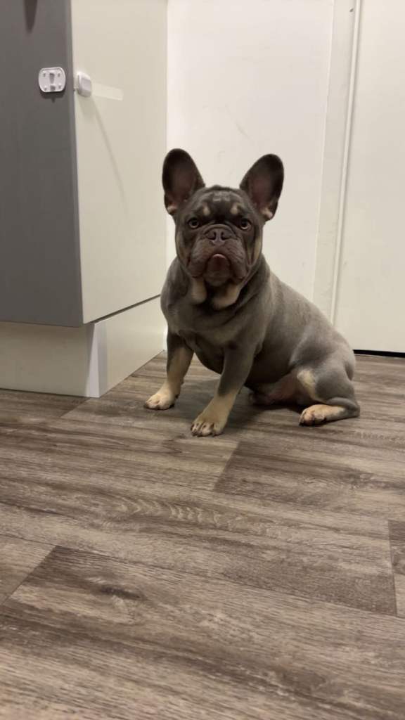 Male French bulldog 
