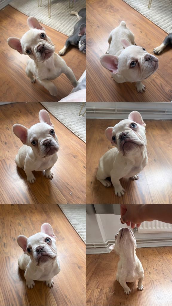 French bulldog
