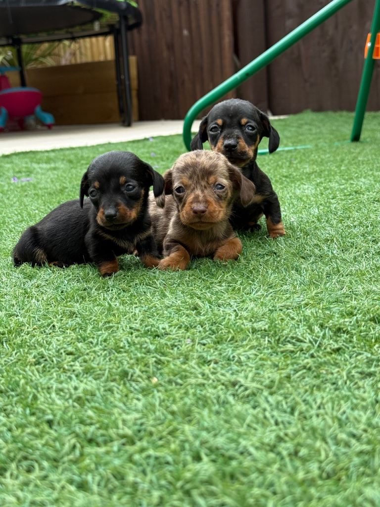 Dachshund 