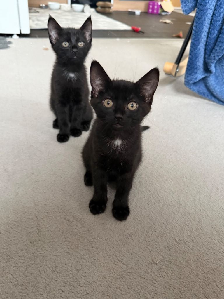 Kittens for sale 