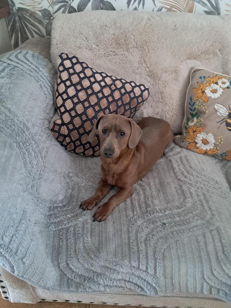 Dashund Male 