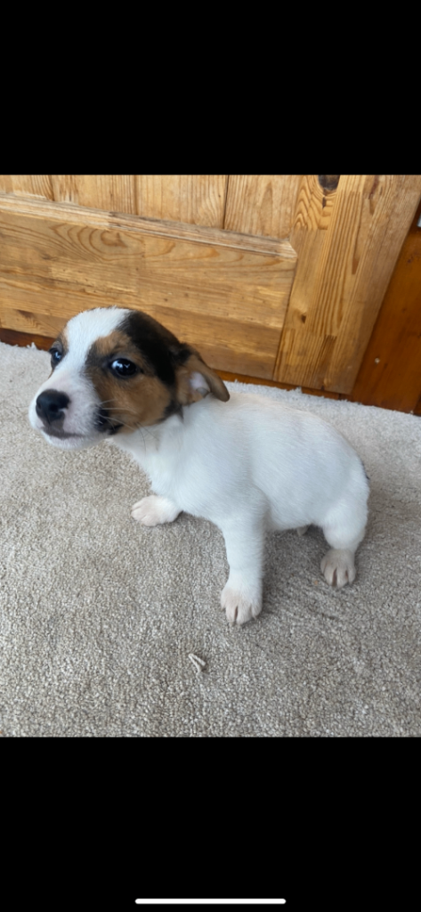 Jack Russell puppies for sale 