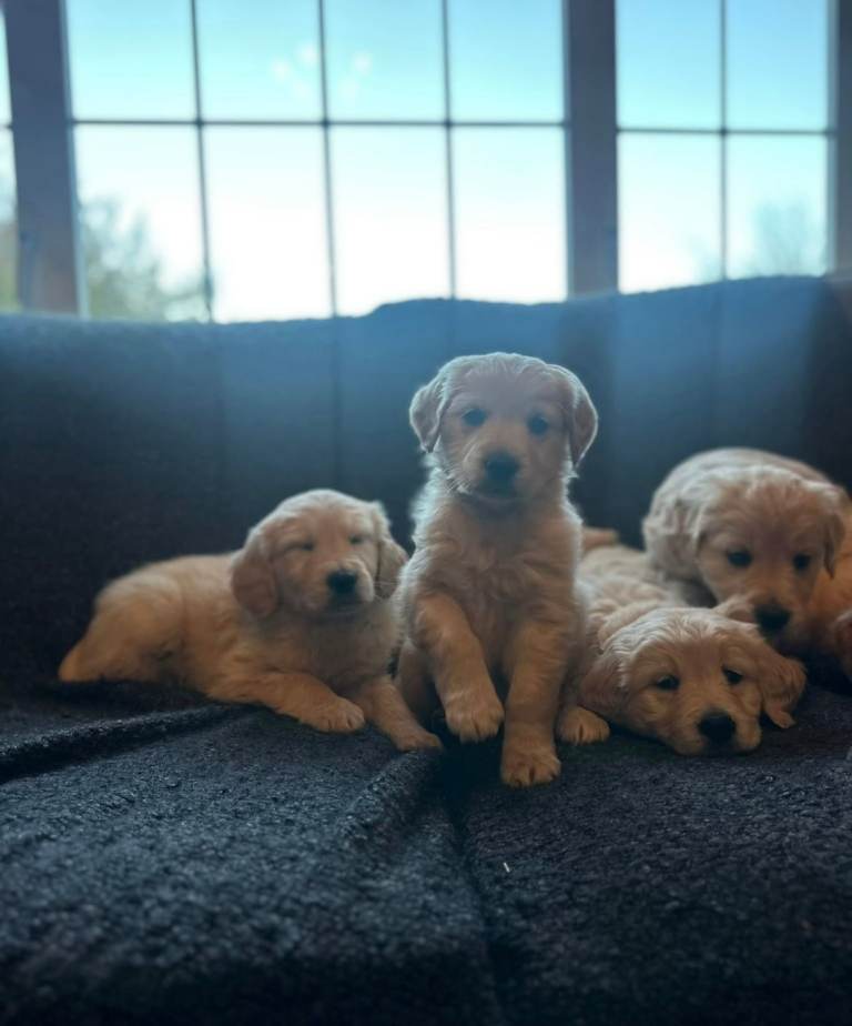 6 Beautiful Golden Retriever Puppies Looking for Their Forever Homes!