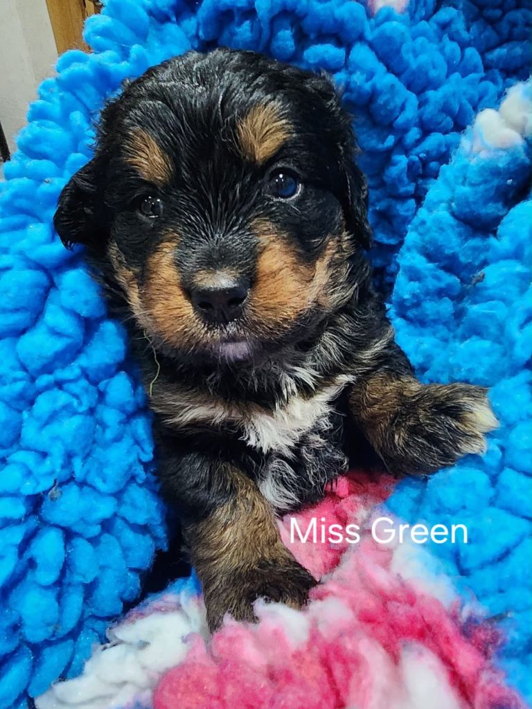 Gorgeous Bernedoodle puppies 