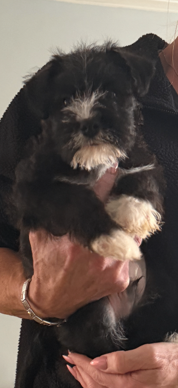 Schnoodle/schnauzer  male pup