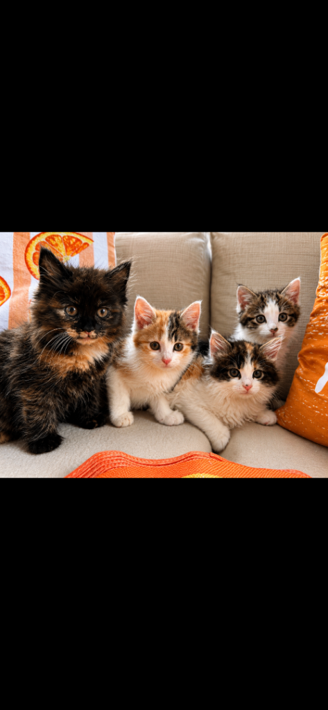 Beautiful 3/4 bengal kittens 