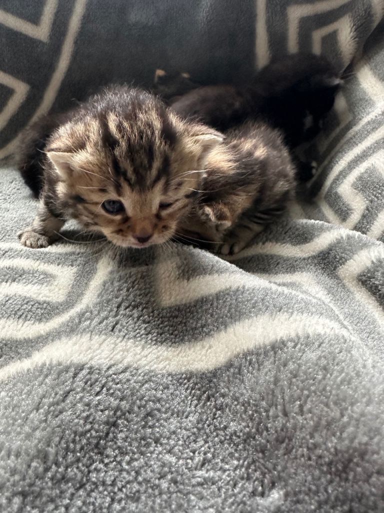 Kittens for sale 