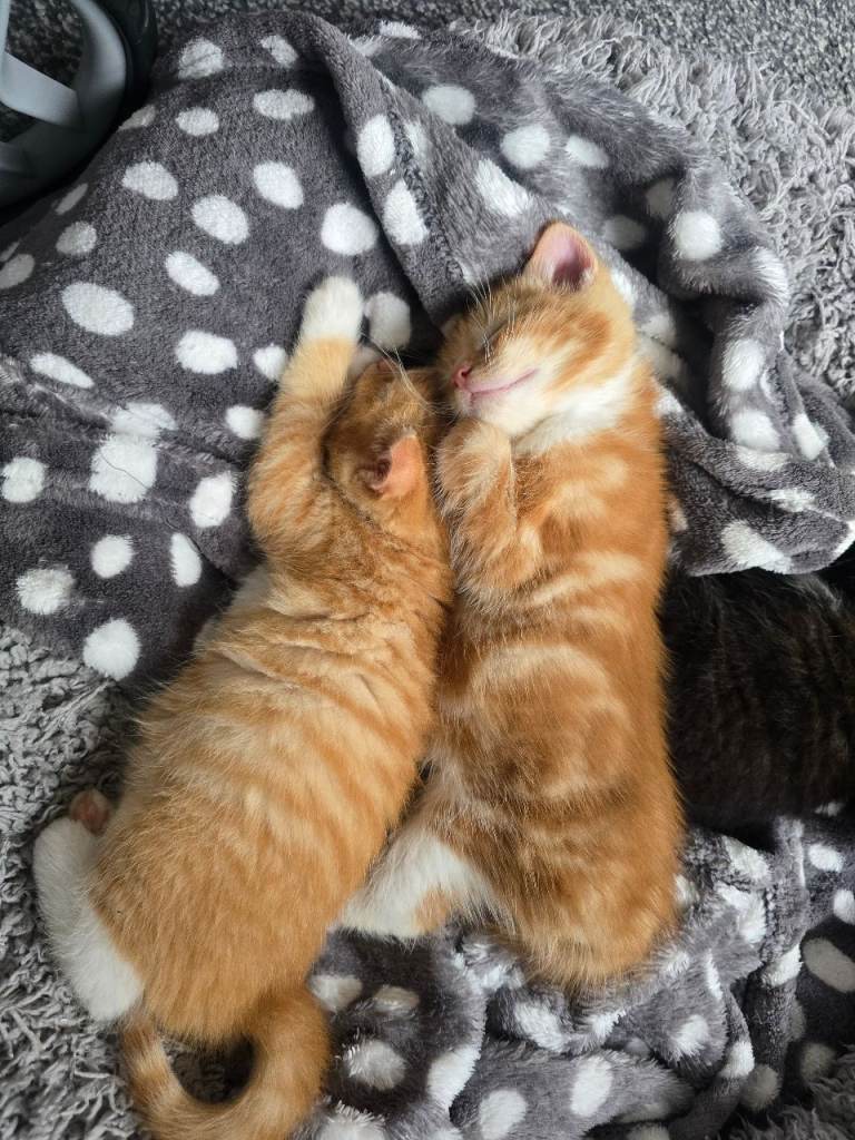 Kittens for sale