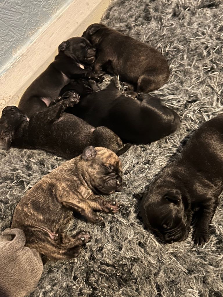 French Bulldog x Staffordshire Pups