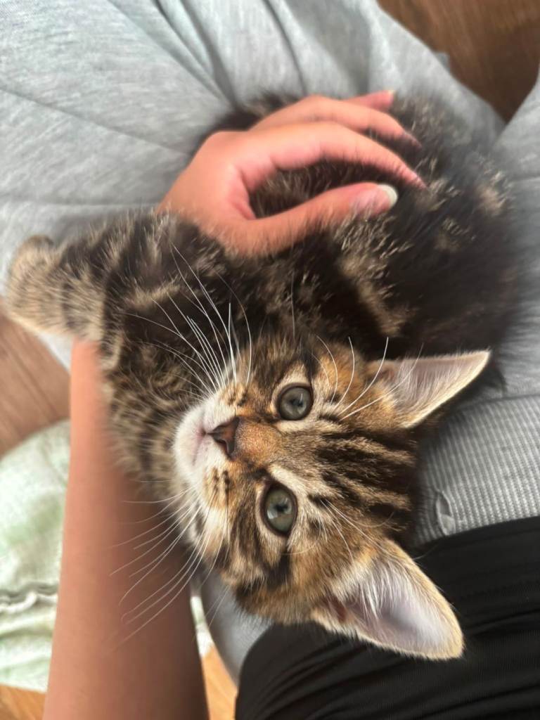 🐾 Beautiful Tabby Kittens for Sale 🐾