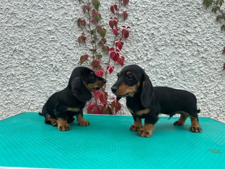 Miniature Wire haired Dachshunds 